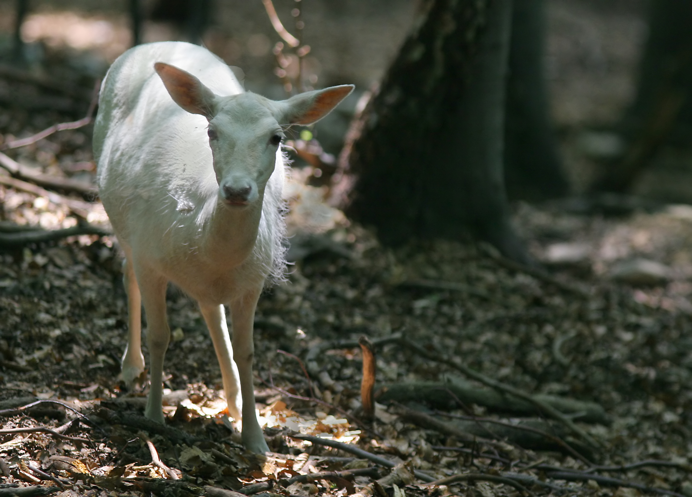 Animal in nature - white fallow deer