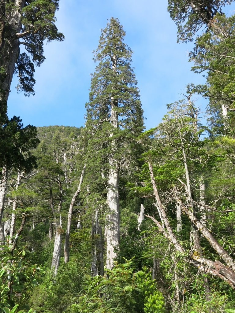The team spent time in Chile's stunning Fundo Lenca forest.
