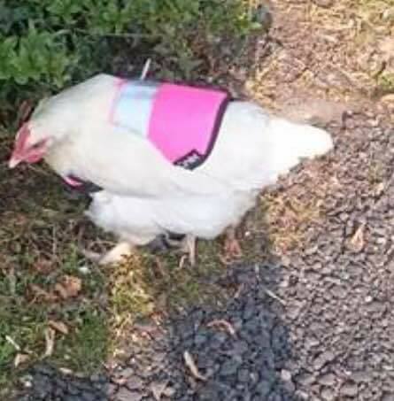 The hen in its high-vis jacket. Credit: Slow Down For My Horse Campaign Scotland.