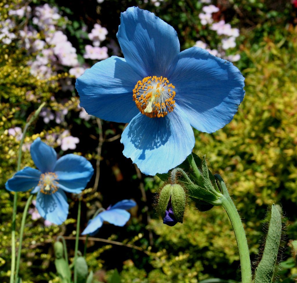 Himalayan Blue Poppy in May