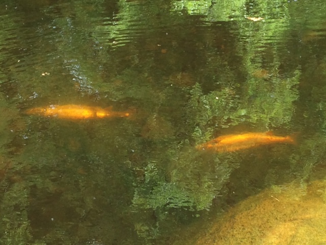 Dead and dying salmon in the North Esk