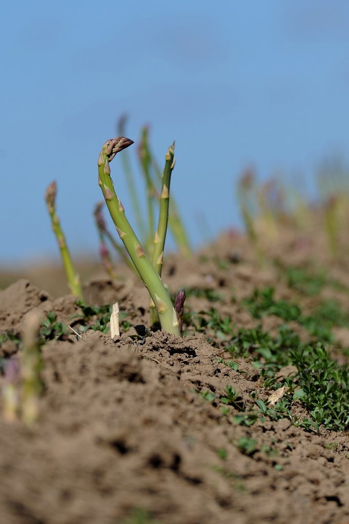 KCes_Asparagus_Farm_Eassie_Glamis_090517_28