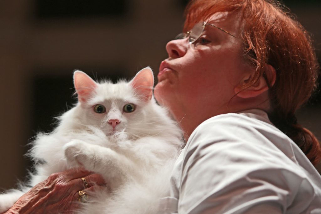 The Nor' East Scotland Championship Cat shows was held in Caird Hall, Dundee.