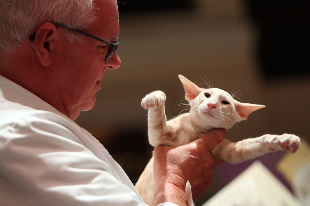 A cat is assessed at the show.