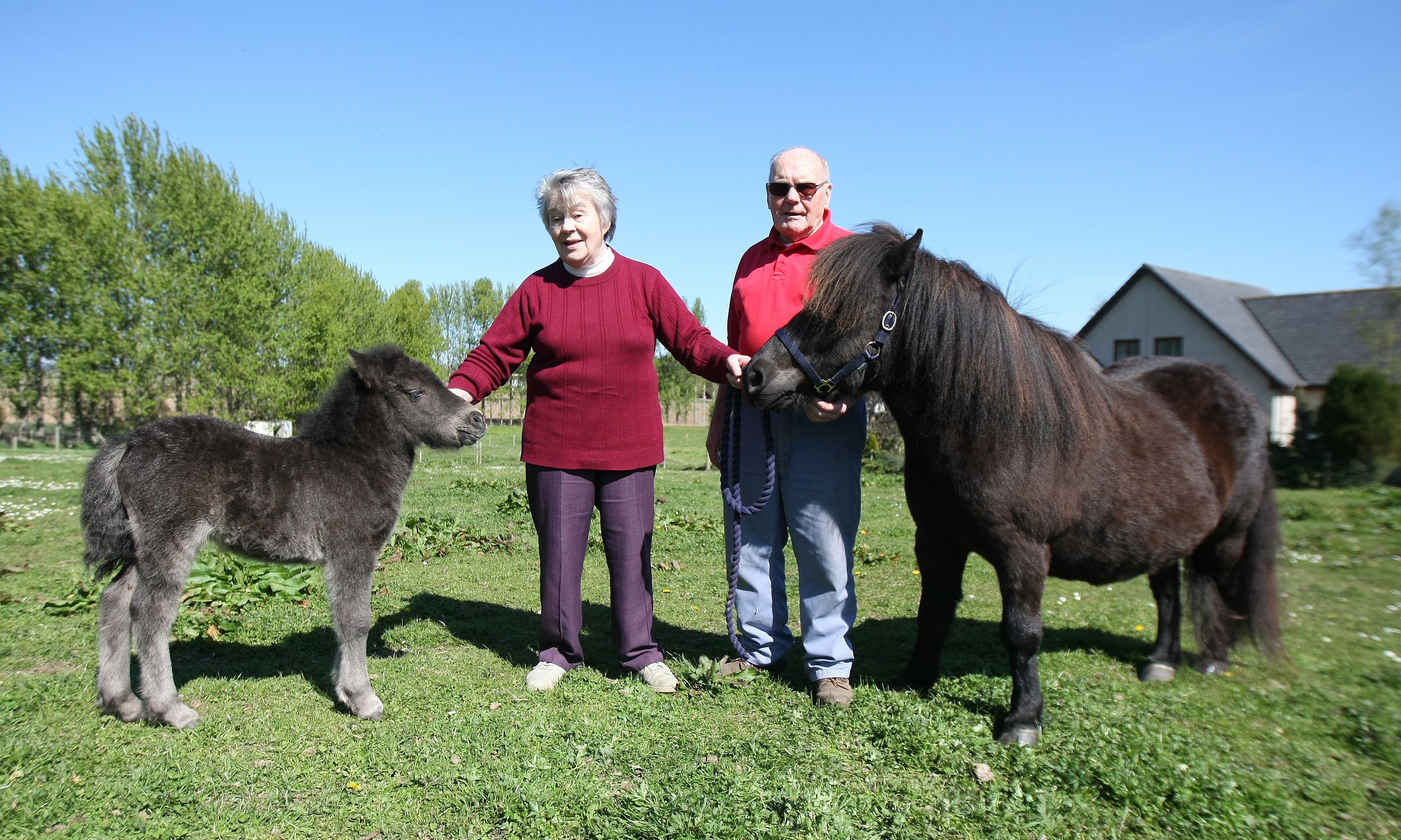 Ken and Anne Scott have bred Shetland ponies at Braes of Kerryston, Kellas, for almost 30 years. Picture: Kris Miller