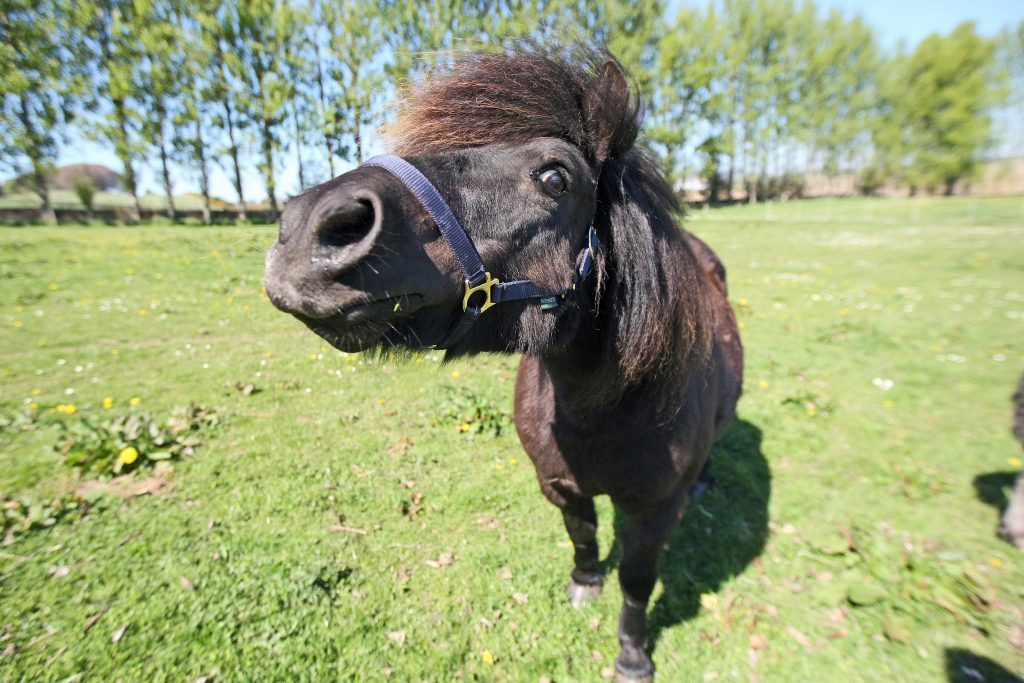 KMil_Shetland_Ponies