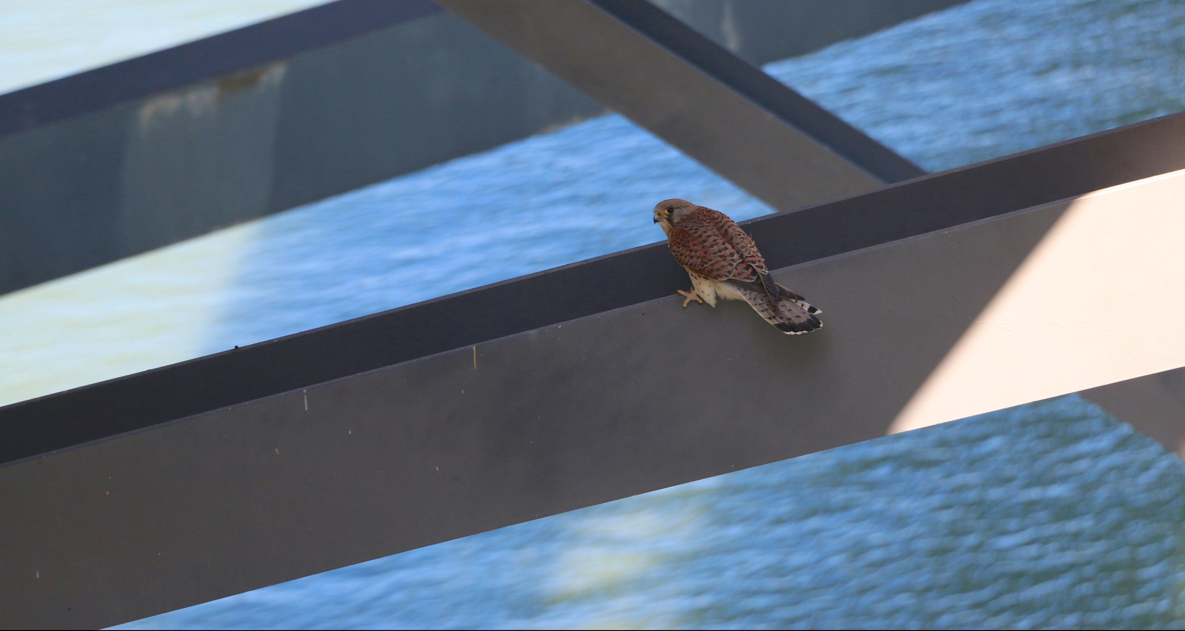 "Mr Younger"  on the Forth Road Bridge.