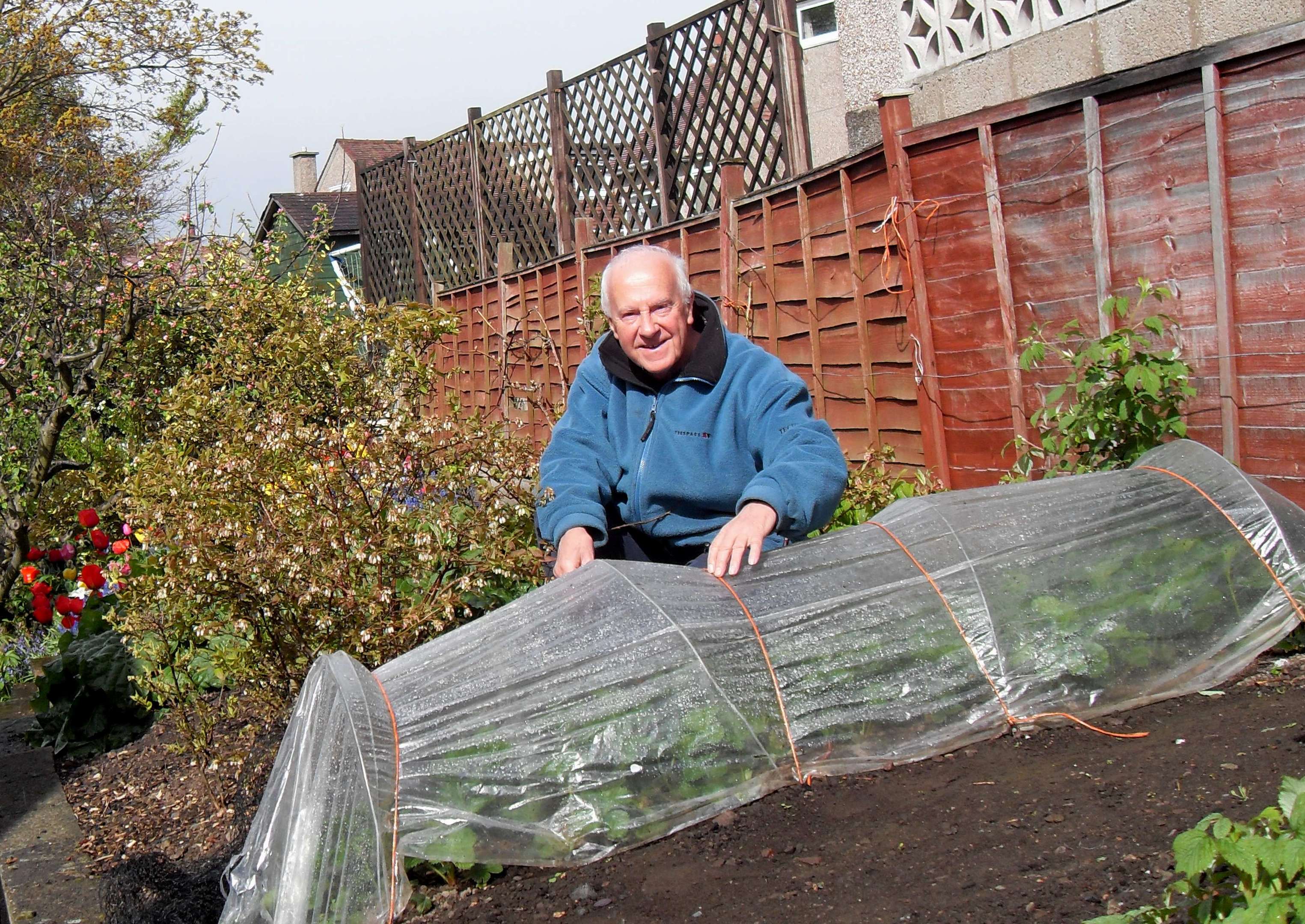 Low tunnels over early strawberries