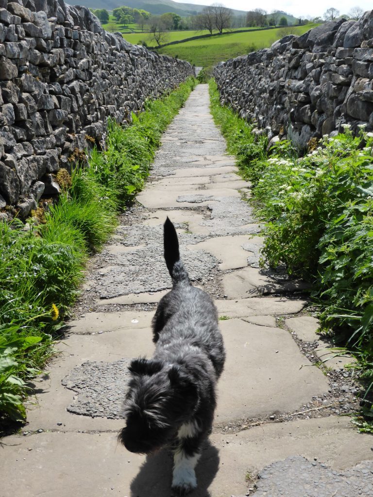 Minnie on a Dales walk.