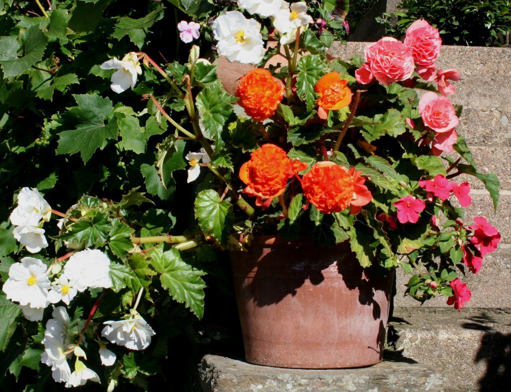 Mixed begonias in pot