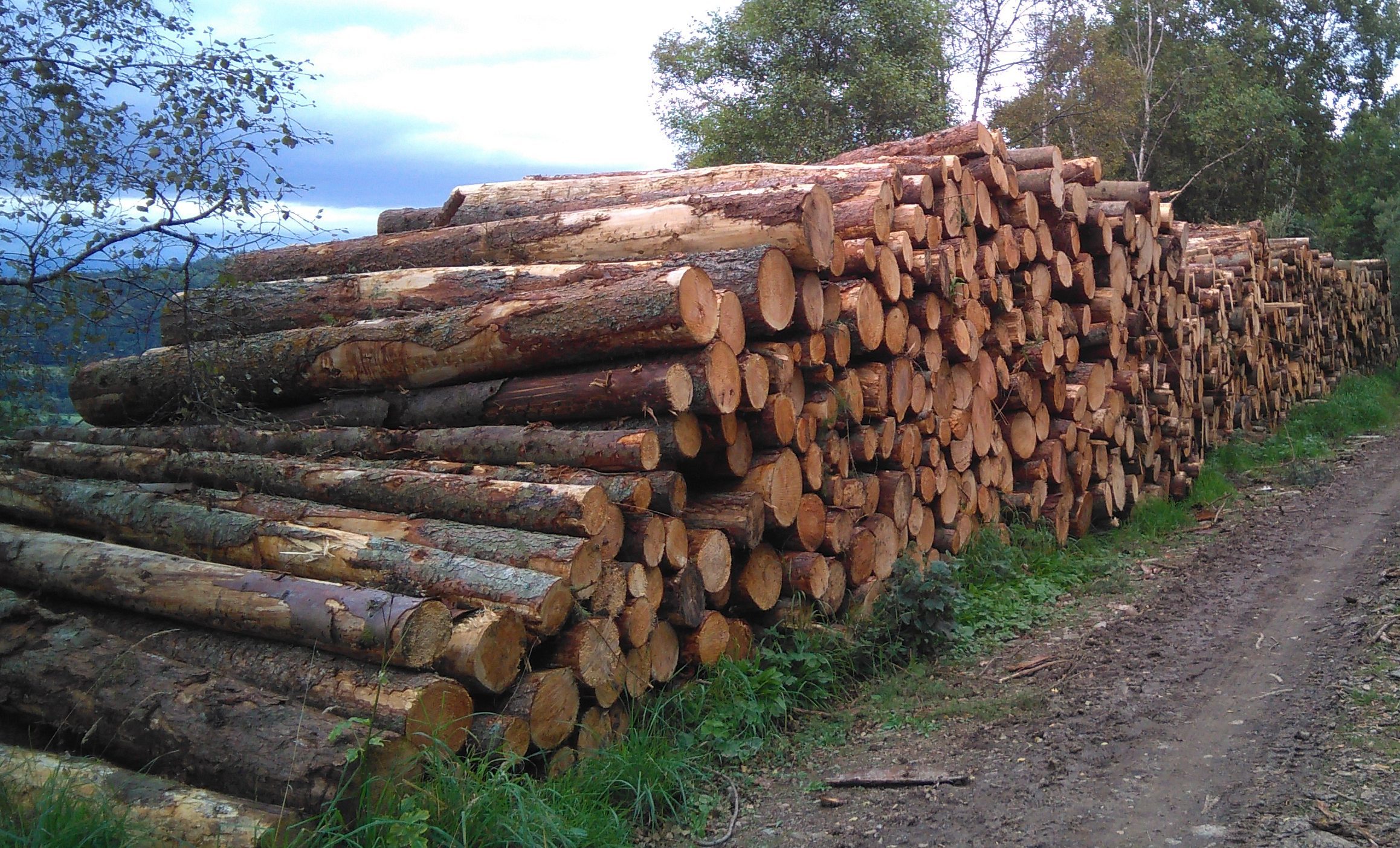 Demand is growing for forestry land