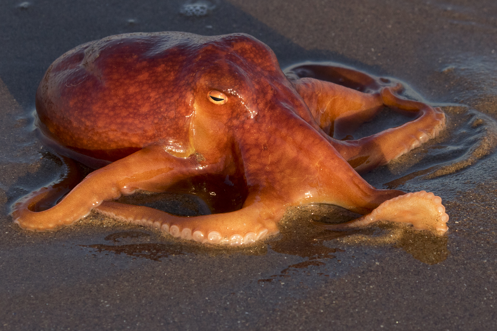 The octopus on St Cyrus Beach.