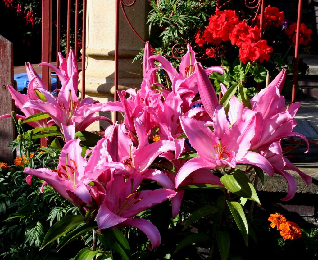 Oriental Lily Chelsea