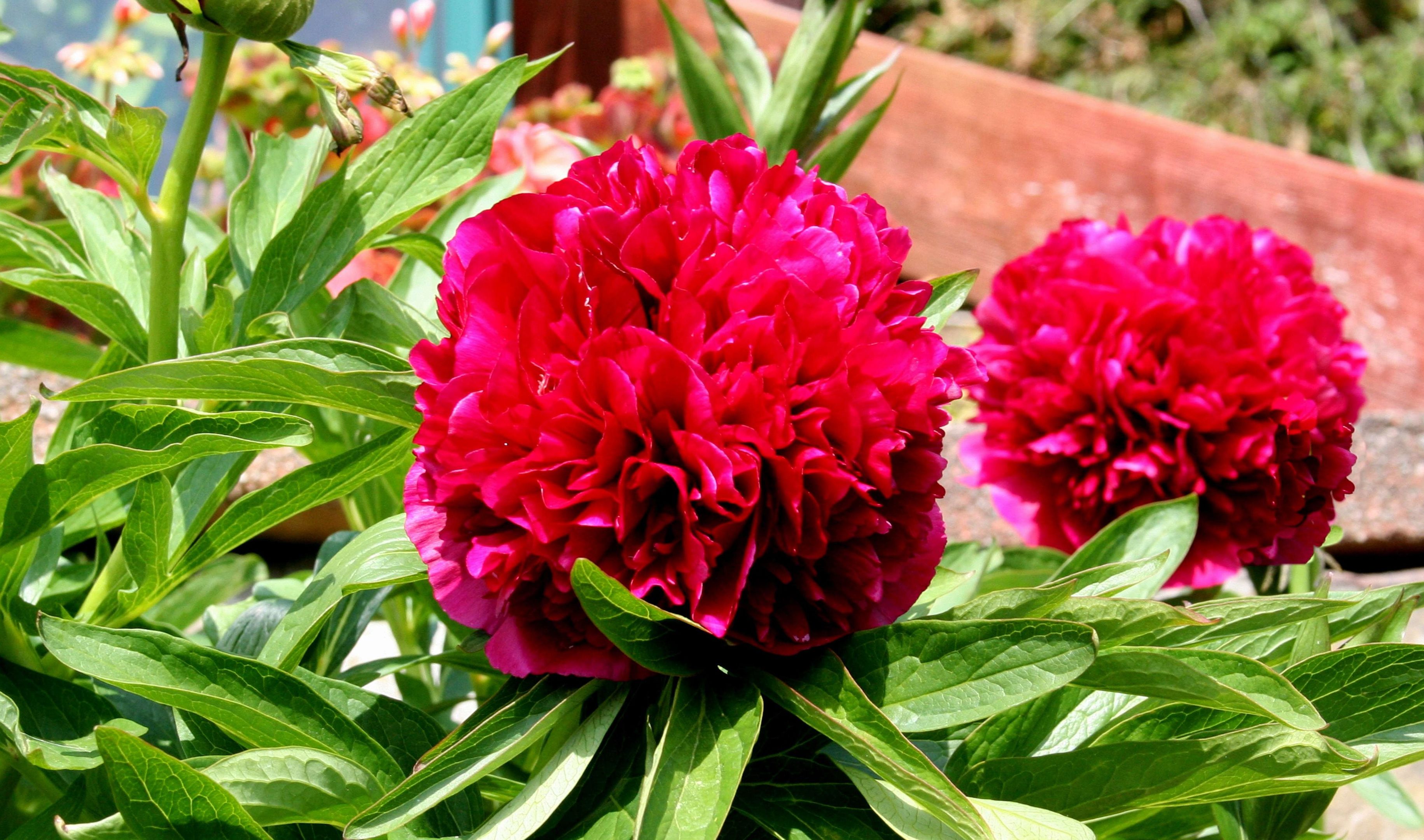 Red Peony