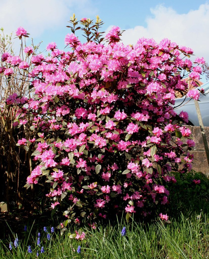 Rhododendron dauricum in April