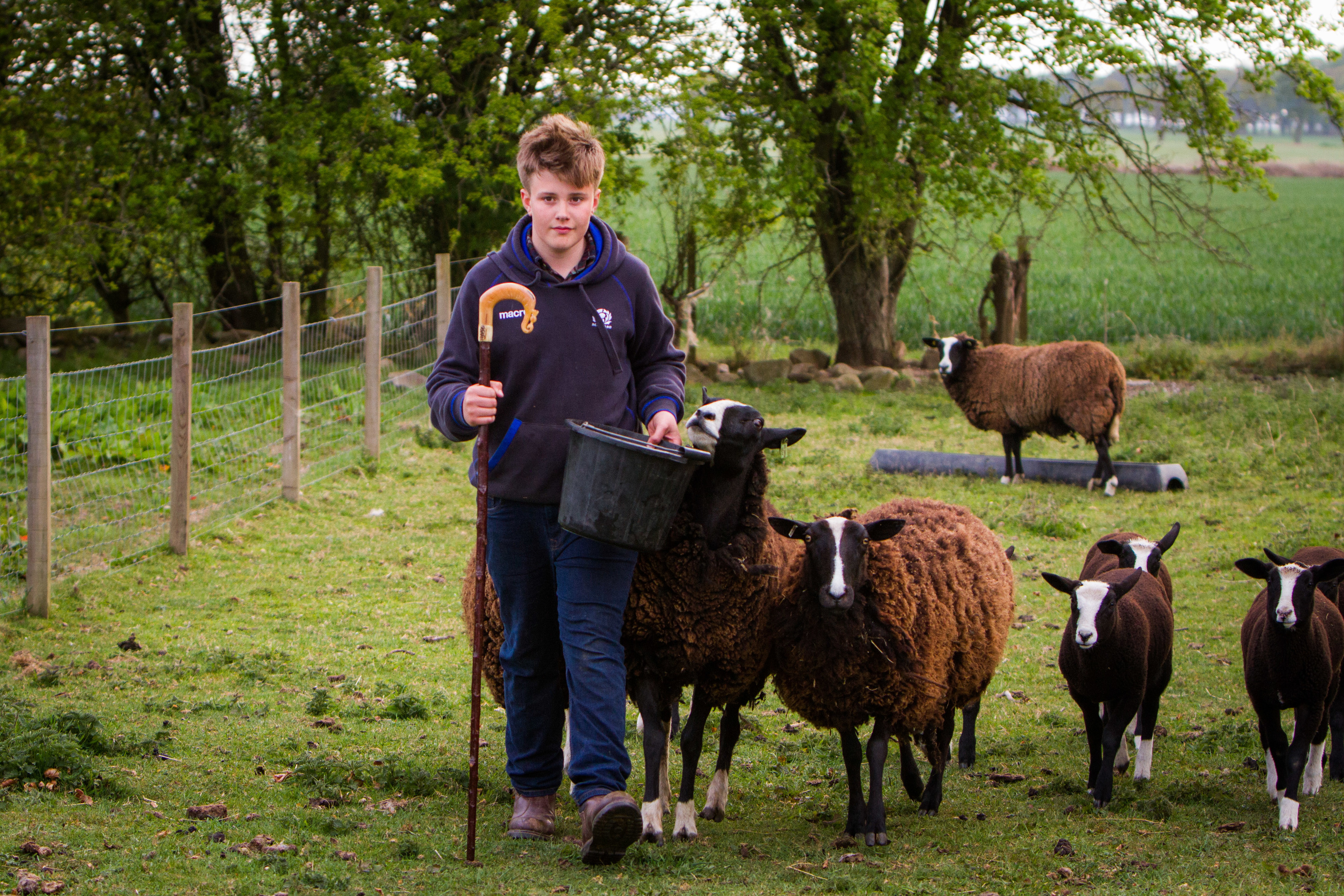 Archie Downie, 14, with his flock. They were the target of two dog attacks in just 36 hours.