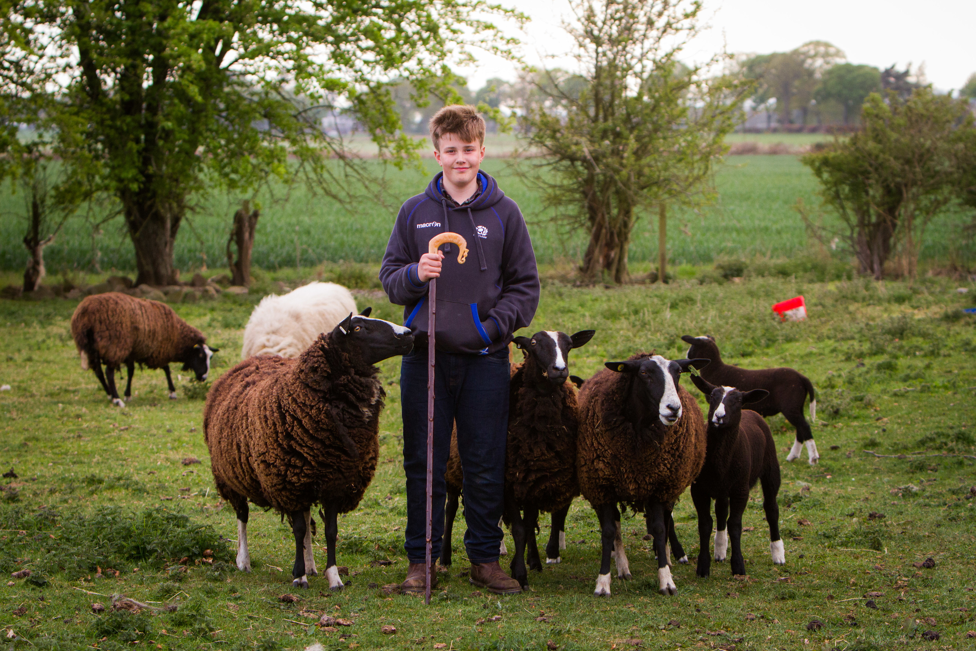 Young farmer Archie Downie had his pedigree flock of sheep attacked by a dog, twice.