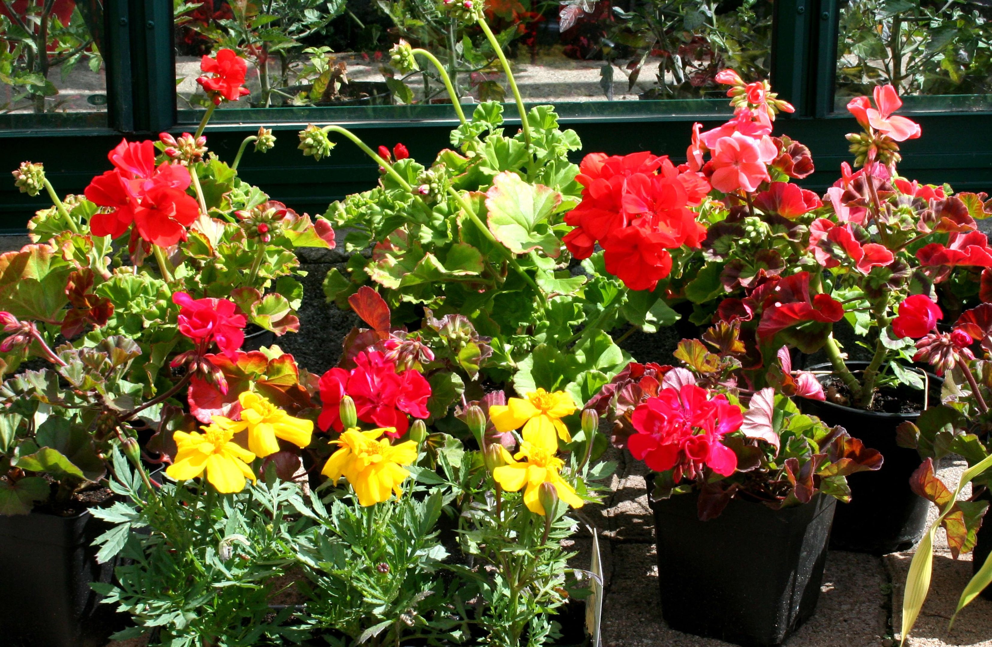 Summer bedding plants