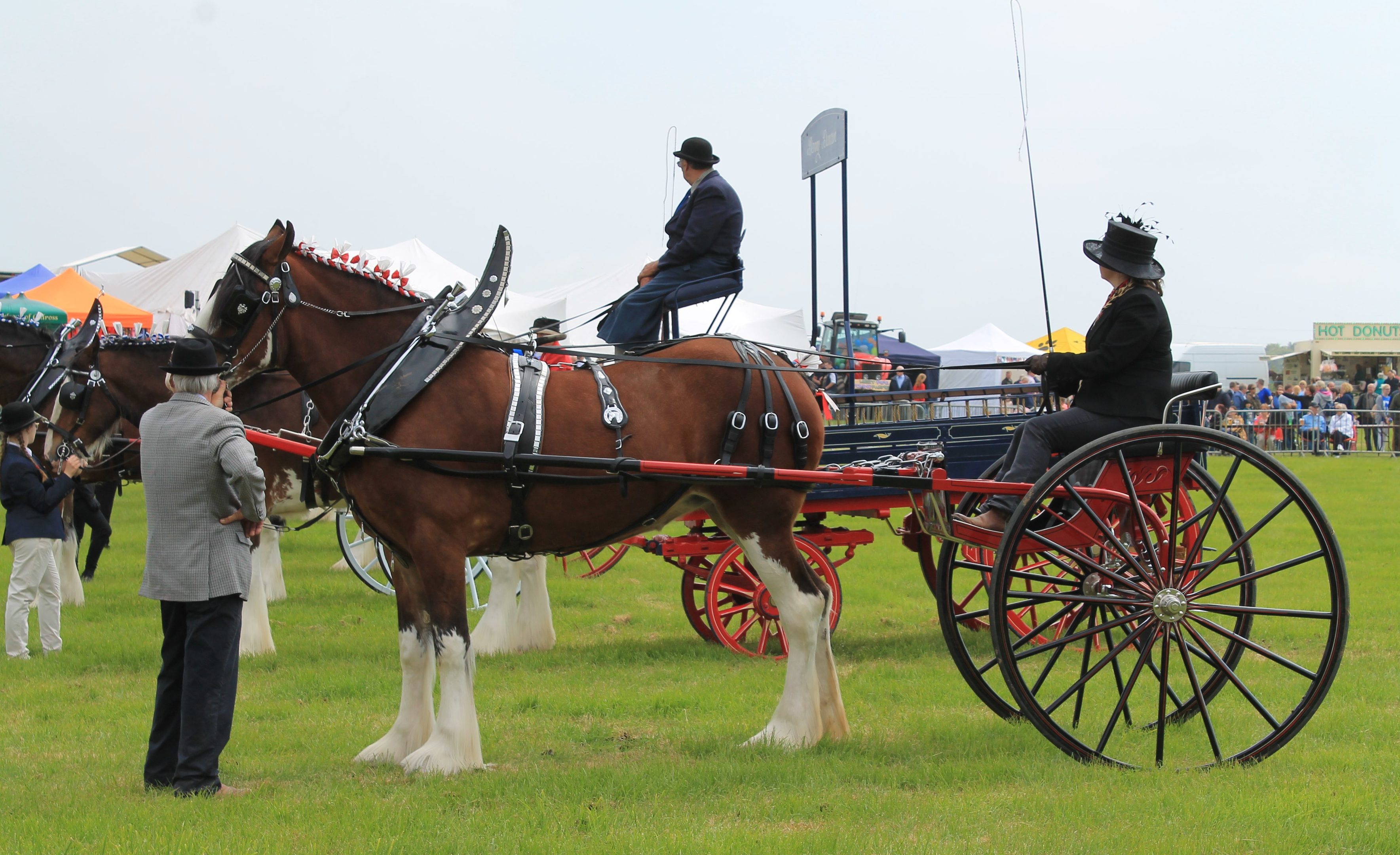 A Clydesdale in action.