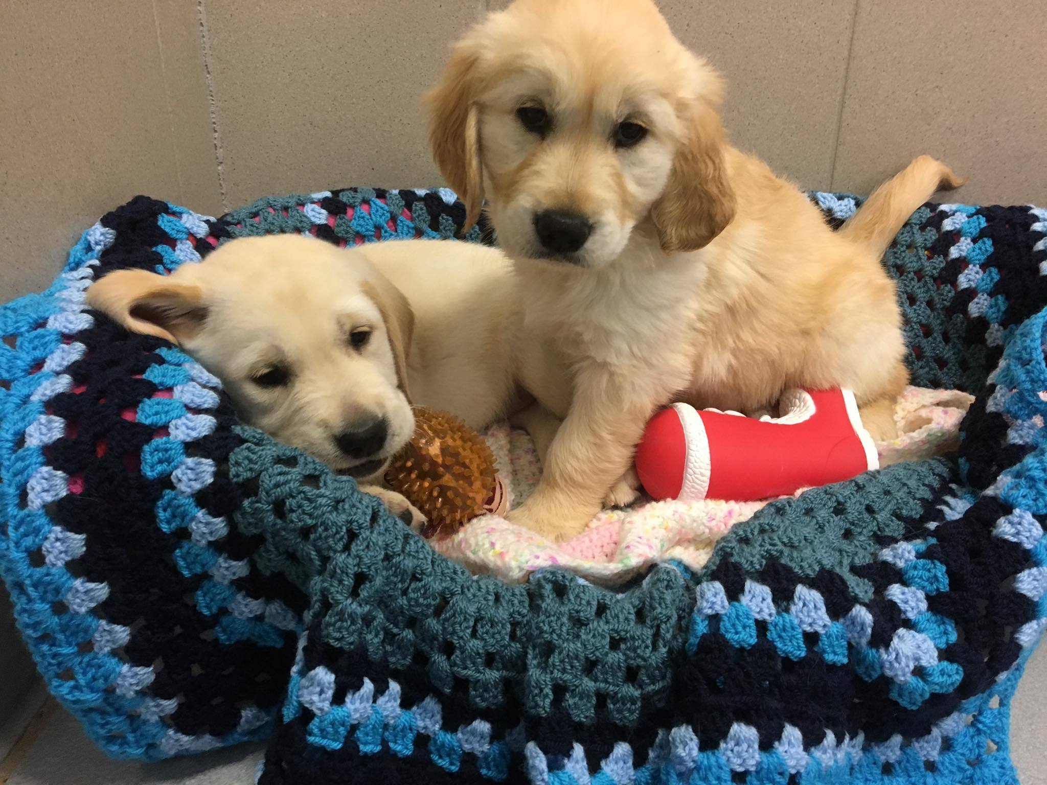 Volunteers are being sought to offer a temporary home to guide dog puppies.