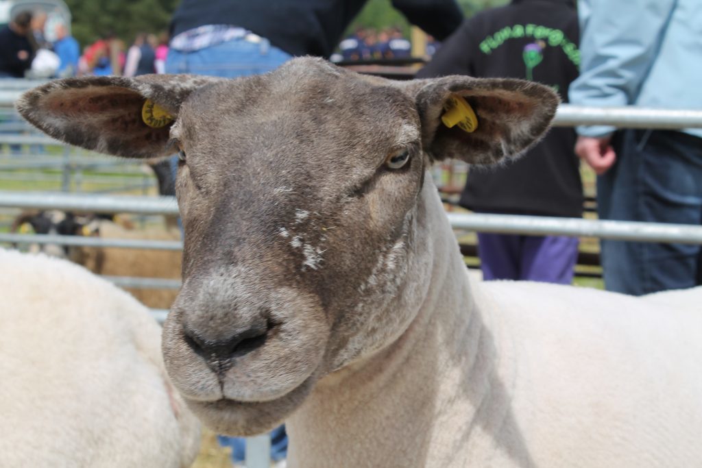 Visitors can get close to baby animals