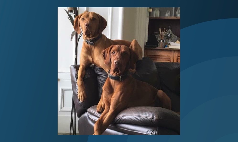 Buster (front) has been missing since Saturday morning.