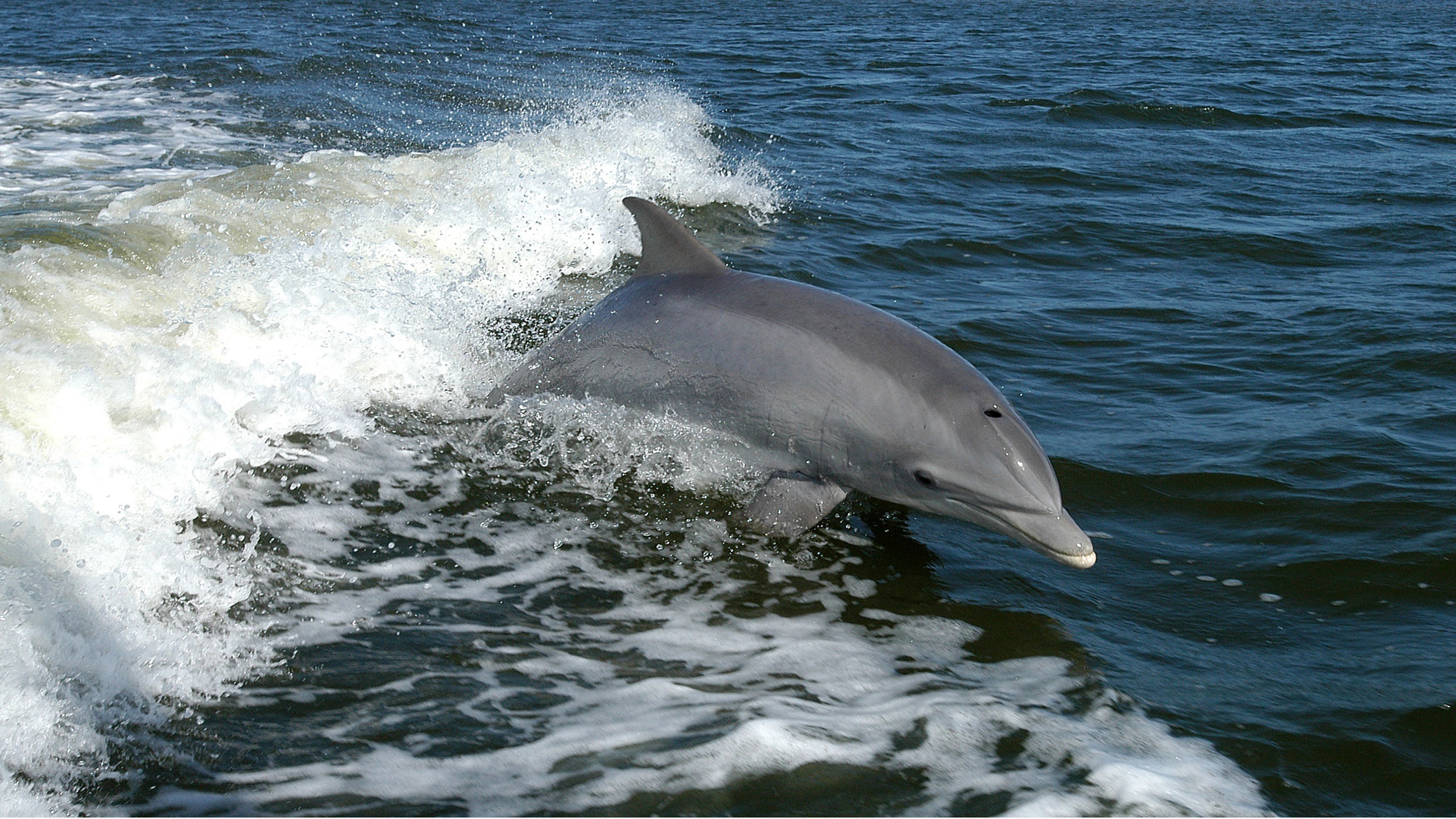 dolphin-watching