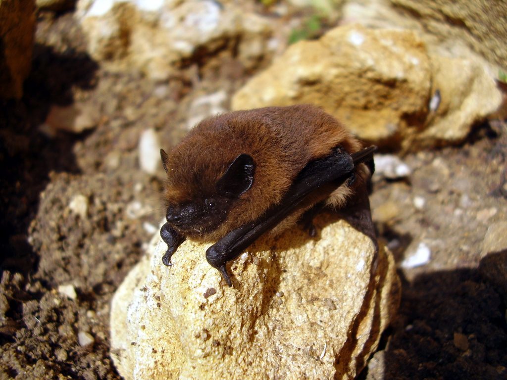 Pipistrelle Bat