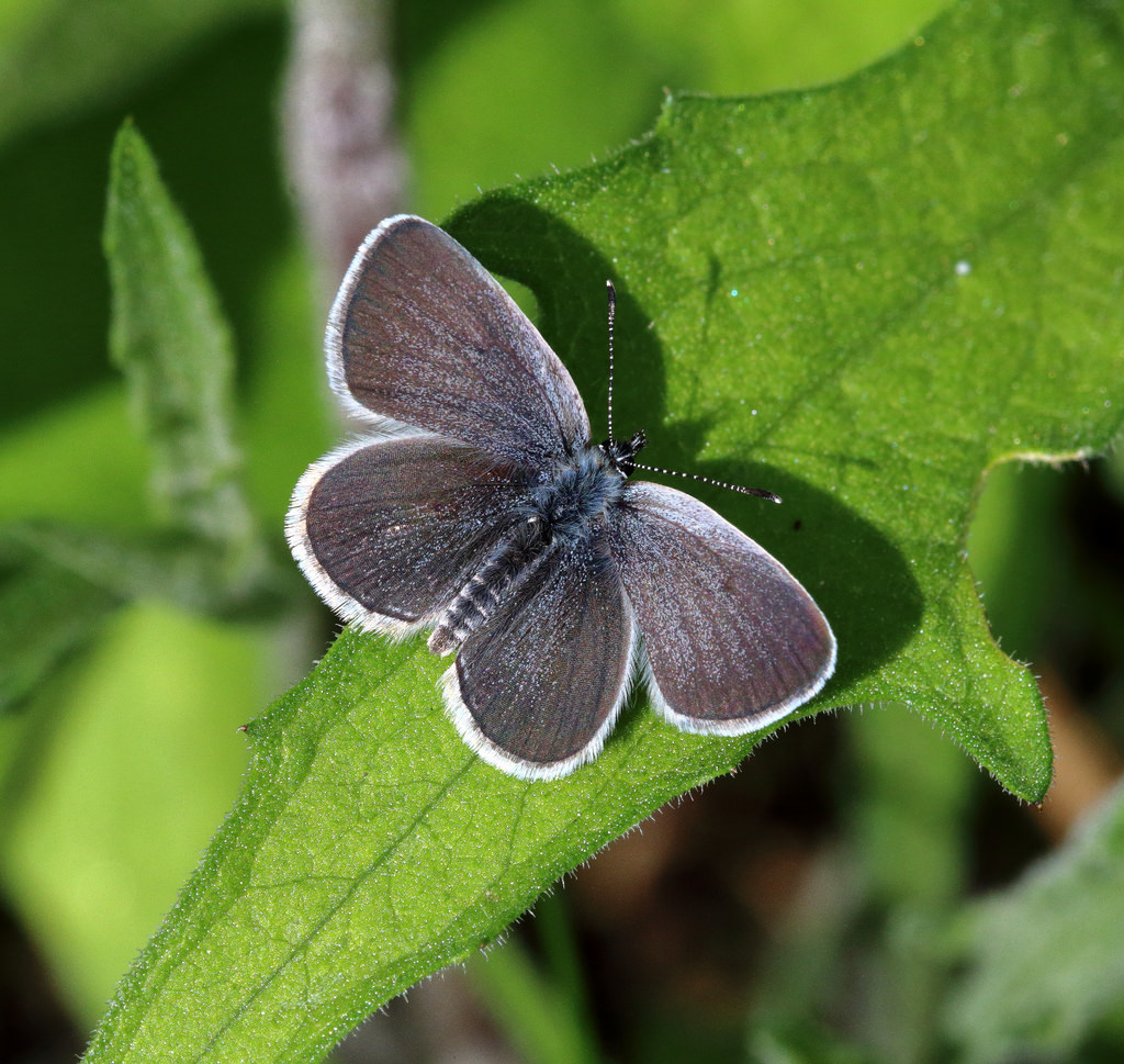 The rare Small Blue