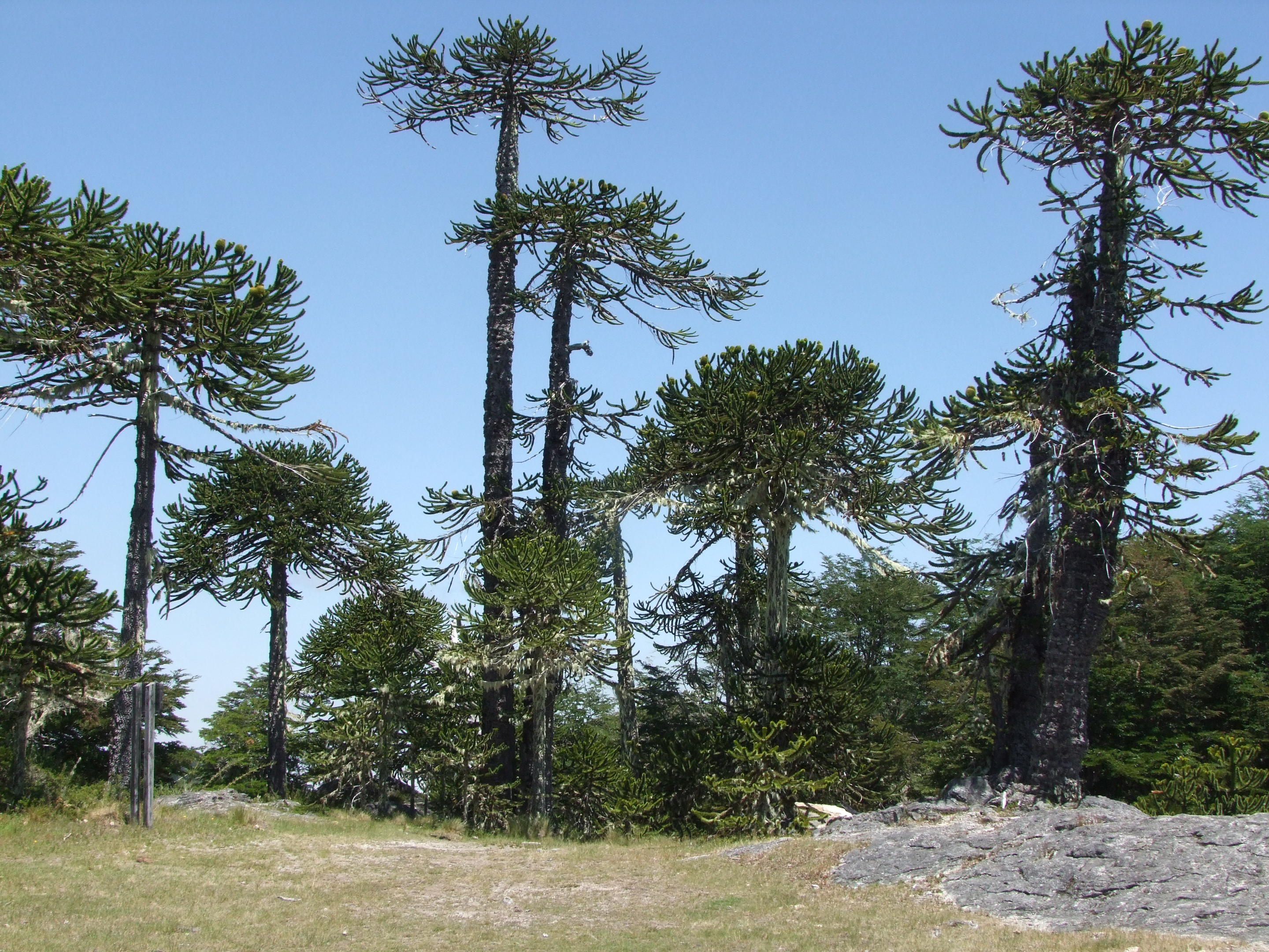 Giant examples of the monkey puzzle in its natural habitat in Chile. It is now an endangered species.