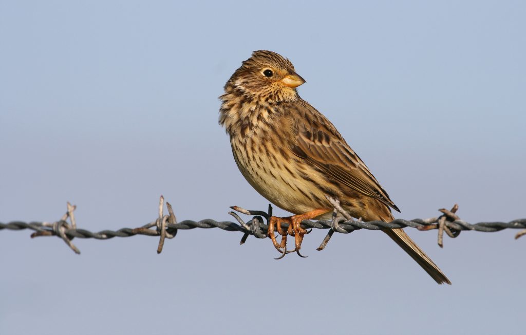 Corn bunting.