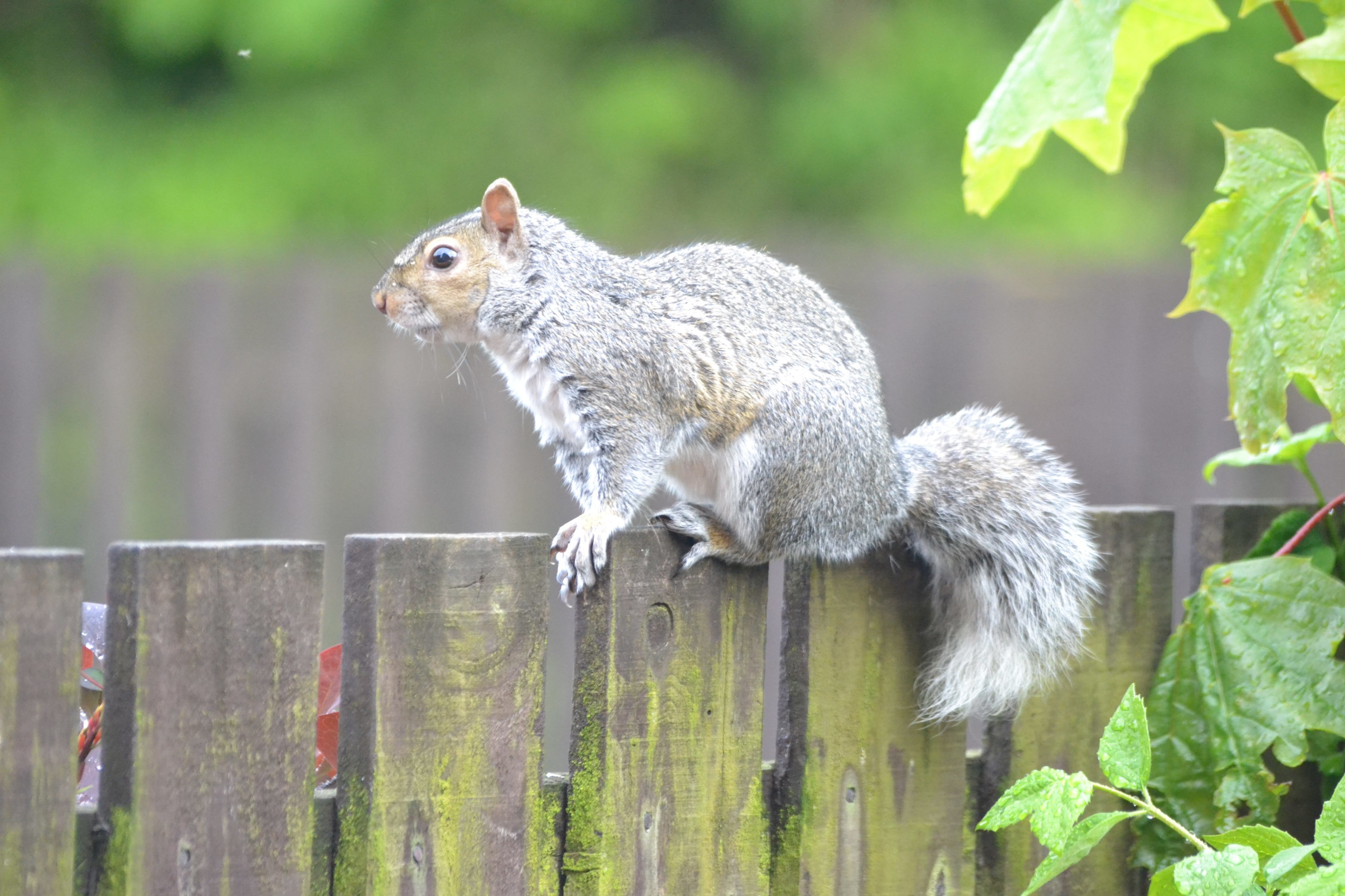 Grey squirrels contributed to 144 call-outs for mammal pest control in Dundee.