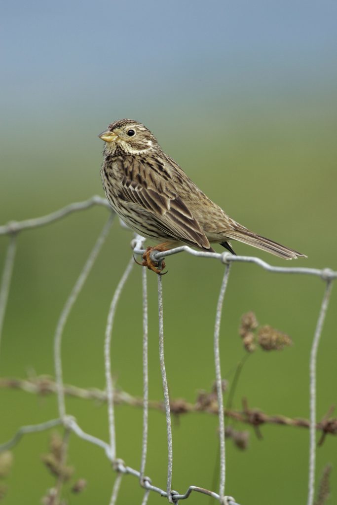 Corn bunting.