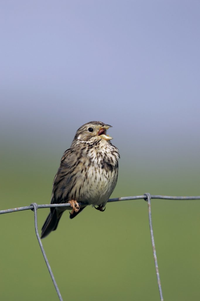 Corn bunting.