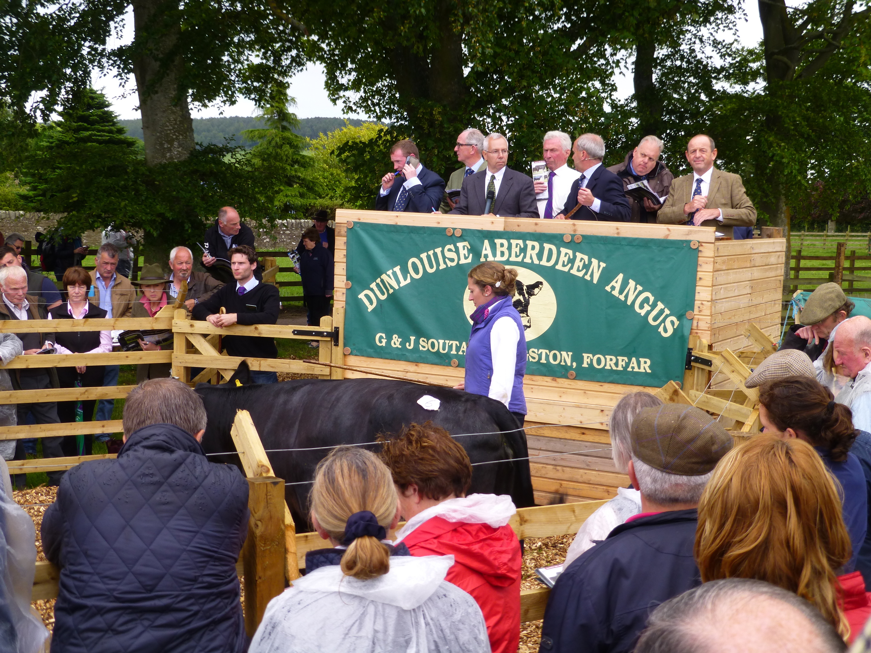 Hundreds of Angus enthusiasts gathered round a sale ring on the farm