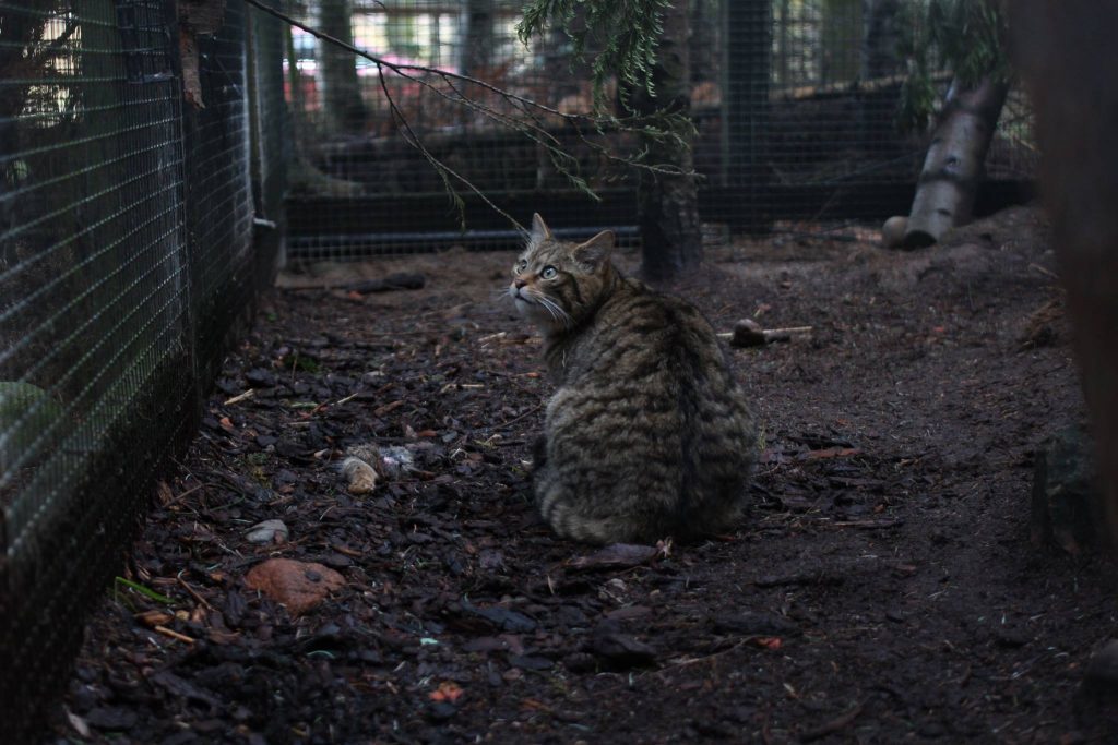 A Scottish wildcat in the Highland Wildlife Park.