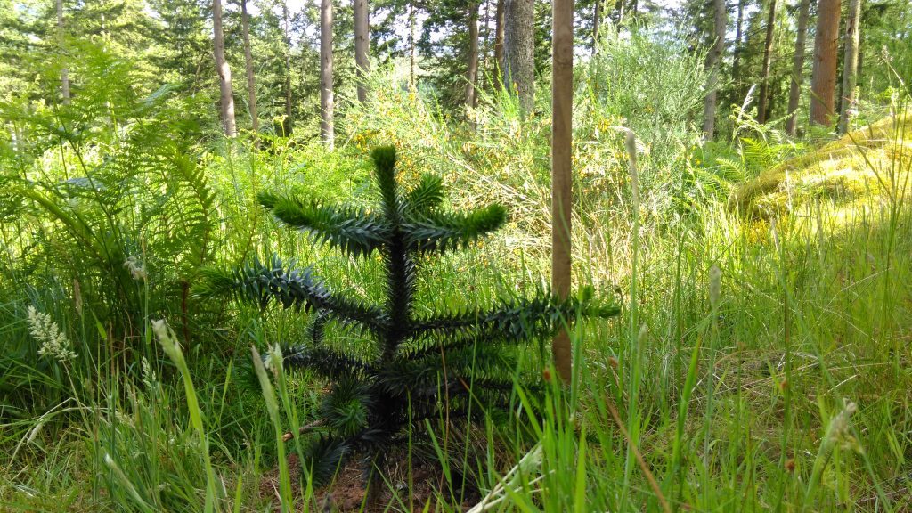 One of the tiny monkey puzzles now planted in the Tay Forest Park. It is hoped they will thrive.