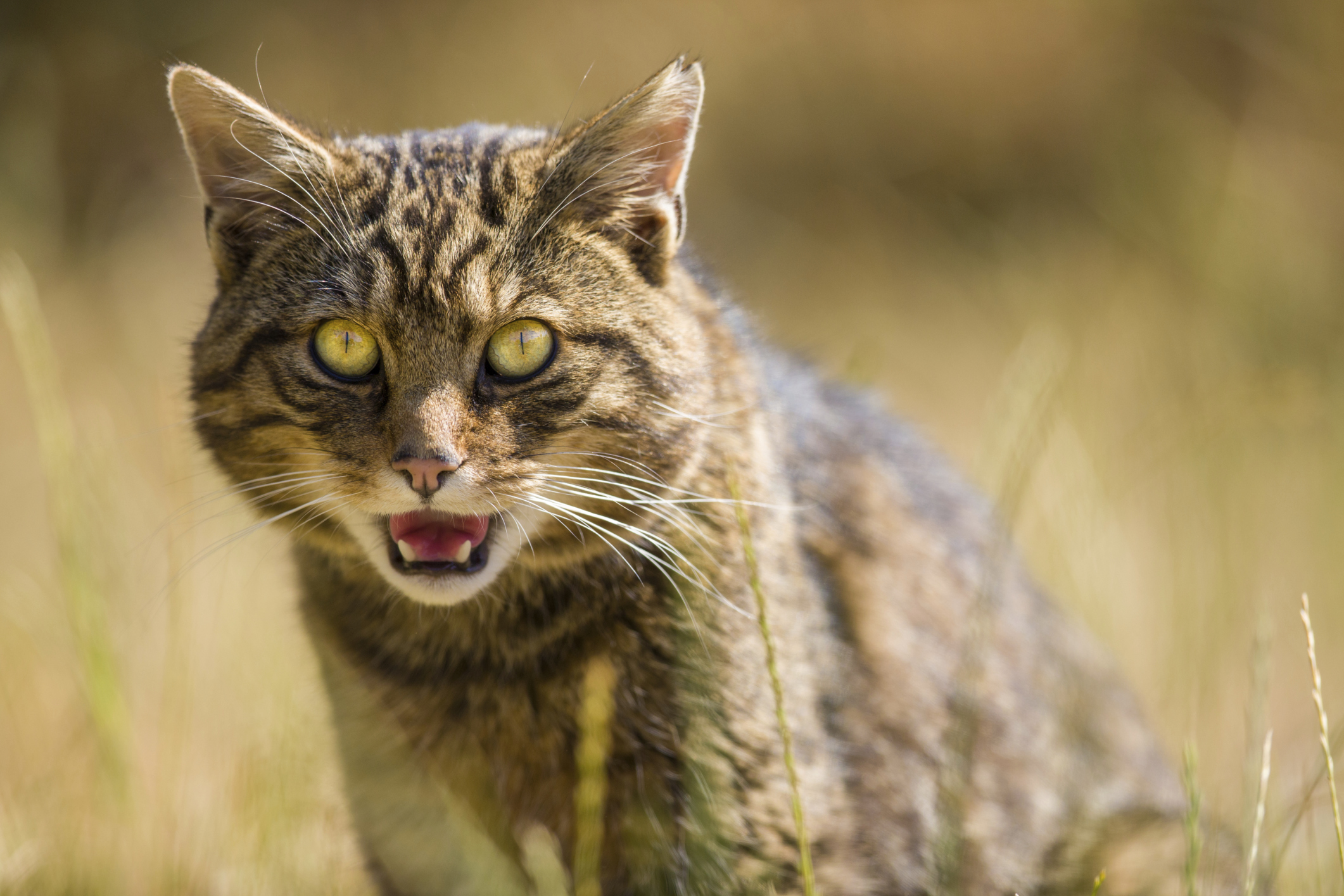 Scottish Wildcats are critically endangered.