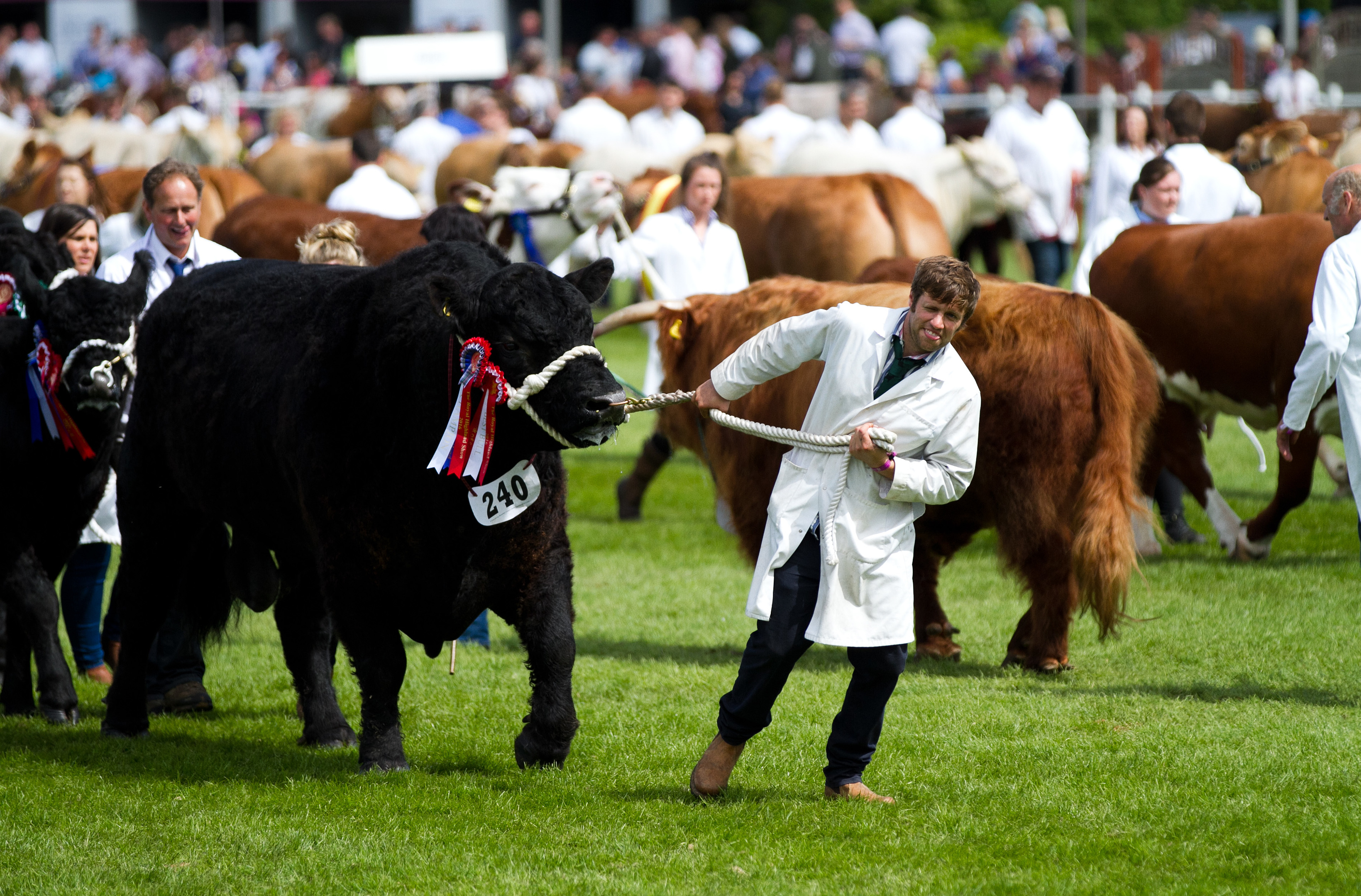 For exhibitors the show is about the prospect of glory, a big shiny trophy and a share of the £180,000 prize money.