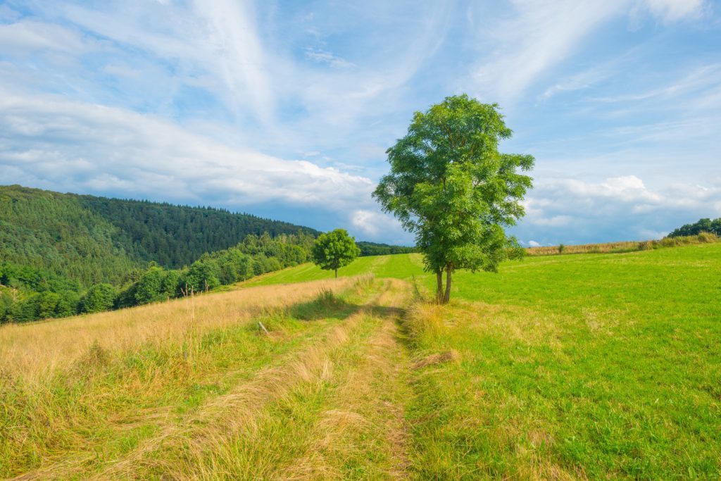 Hills of the Eifel National Park in summer.