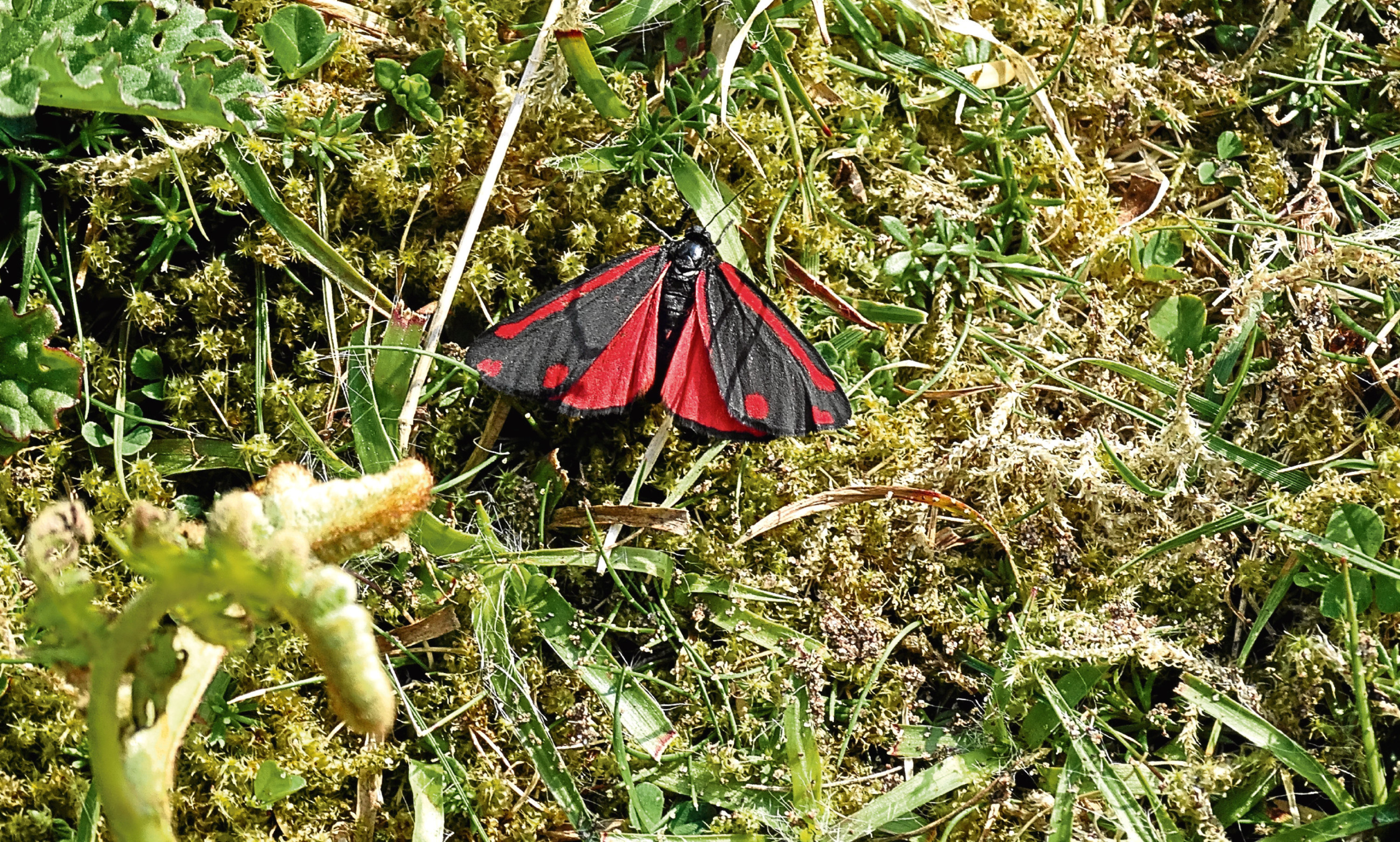 A colourful black and red cinnabar moth on heathland at St Cyrus Nature Reserve.
