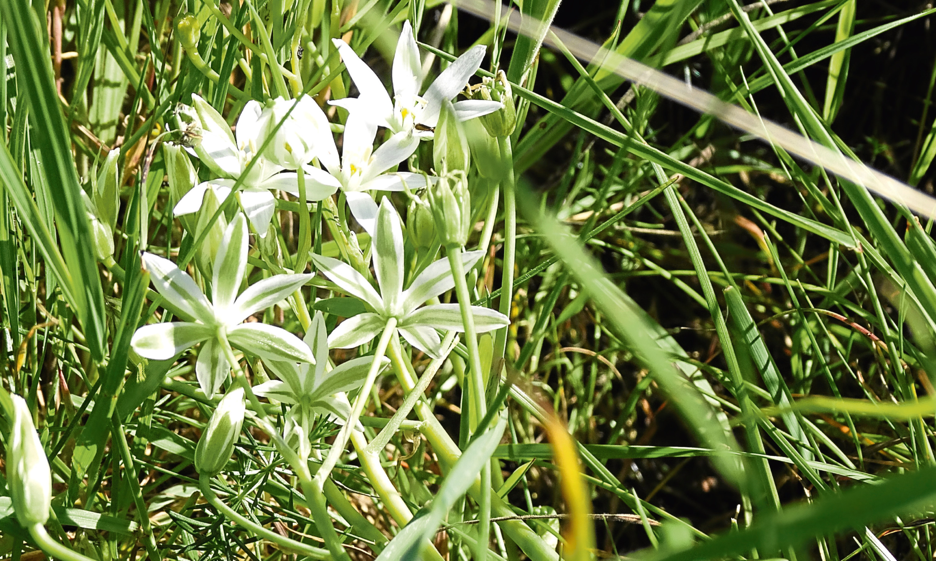 The common Star of Bethlehem flower, which is actually very uncommon in  Scotland.