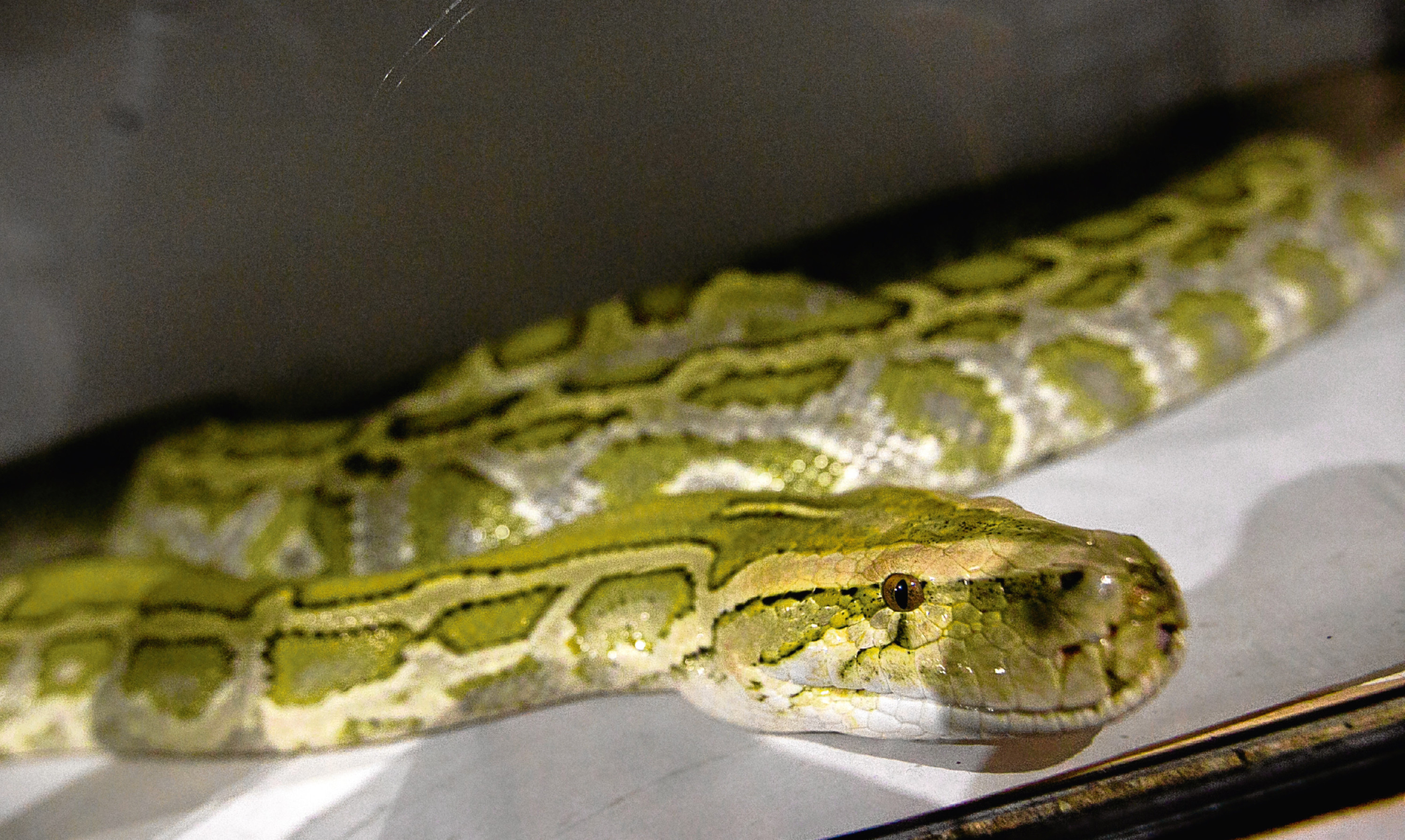 A 14-foot hypo-Burmese python belonging to a man from Alva.