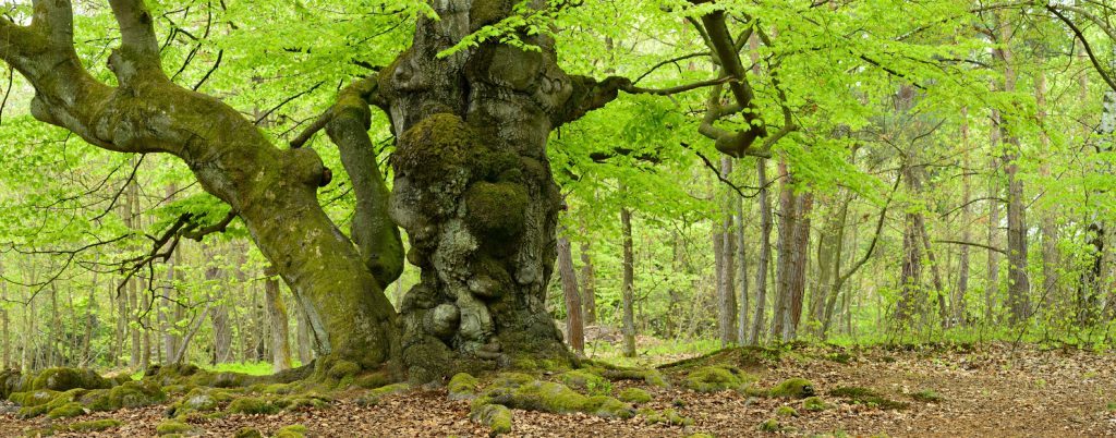 Beech trees are in abundance in Eifel National Park and this gnarly one is much-loved.