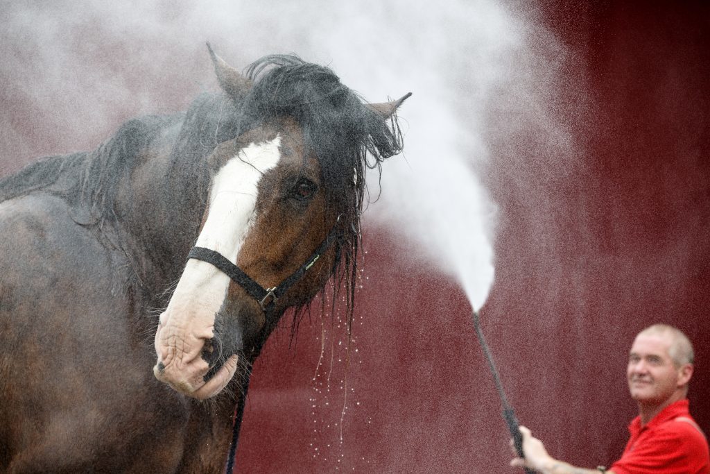 Michael Mayberry washes 'Poacher', a Clydesdale from Campbeltown.