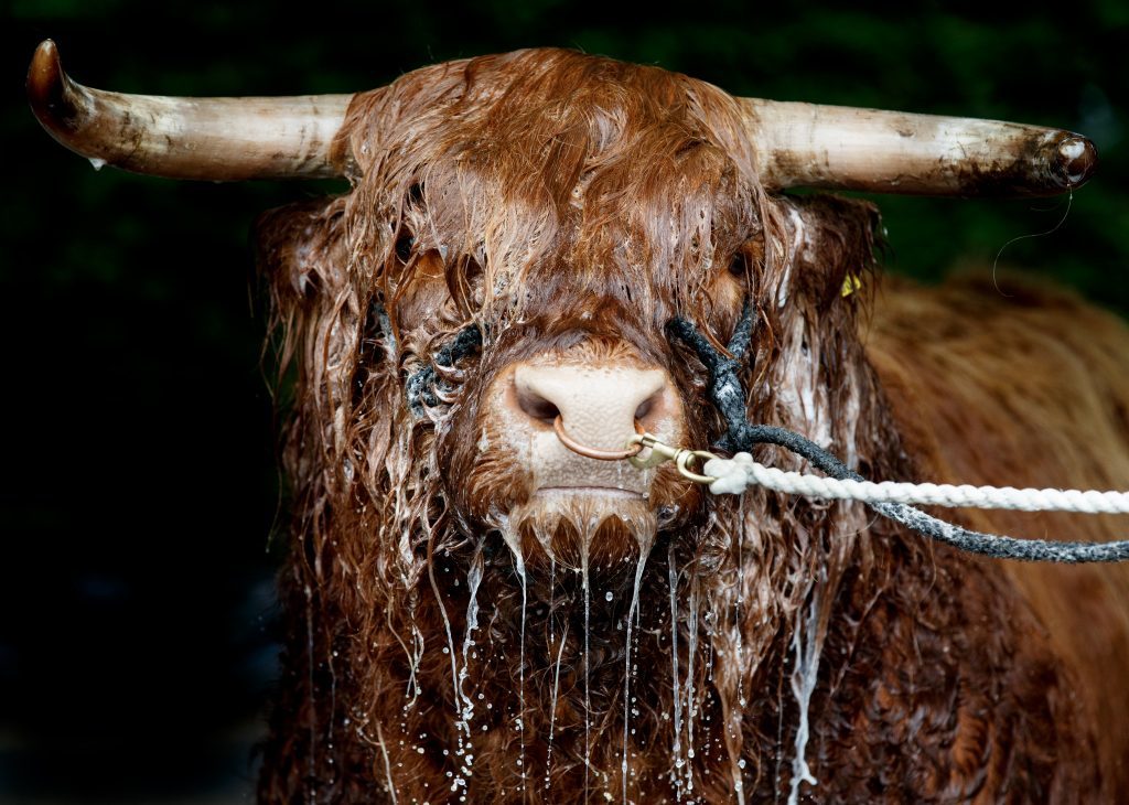 Allt Ruadh of Crannich the Highland bull from Peebles gets a wash from owner David Cuthbertson before the 177th Royal Highland Show.