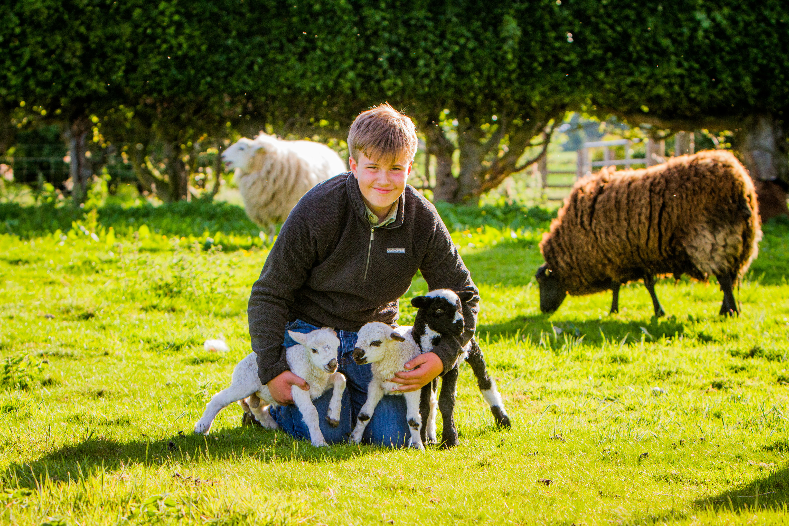 Archie with three of his new lambs.