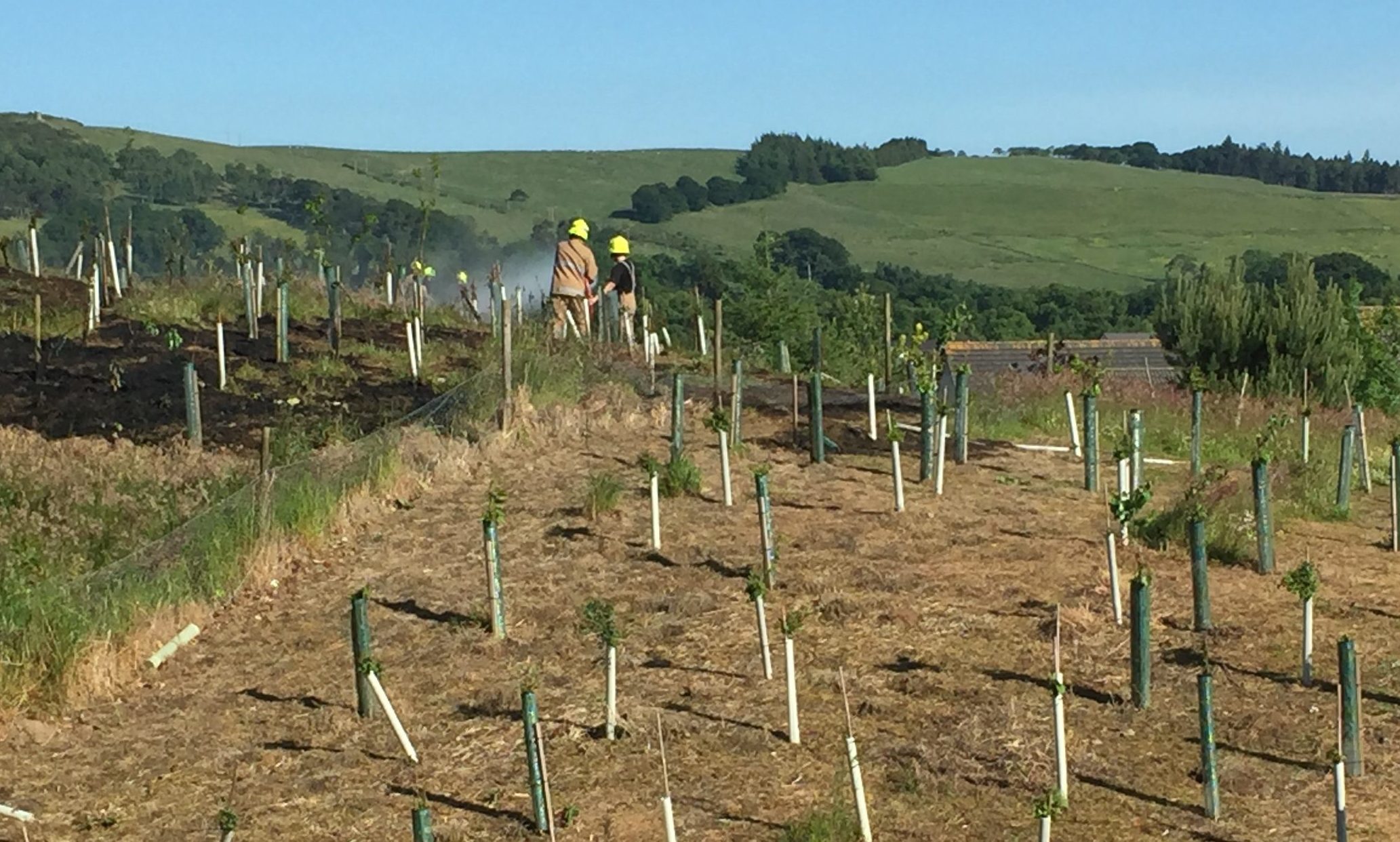 Fire fighters fight blaze which destroyed around 1,000 trees at Scone.