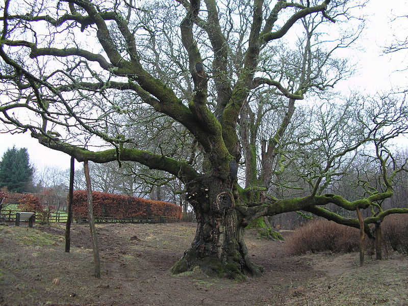 Birnam Oak is the last remnant of the wood featured in the play. 