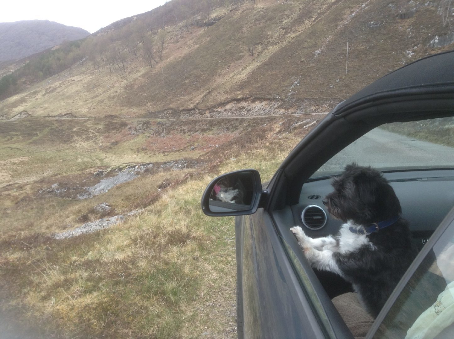 Bridget's dog Minnie enjoys the scenery.